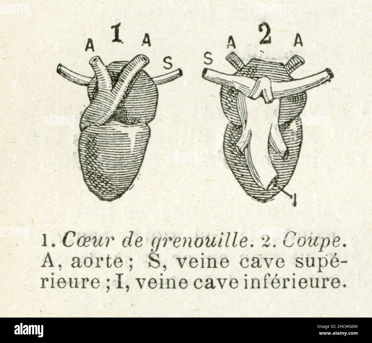 1.Coeur de grenouille. 2.coupe. A,aorte. S,veine cave supérieure. I,veine cave inférieure Stock Photo