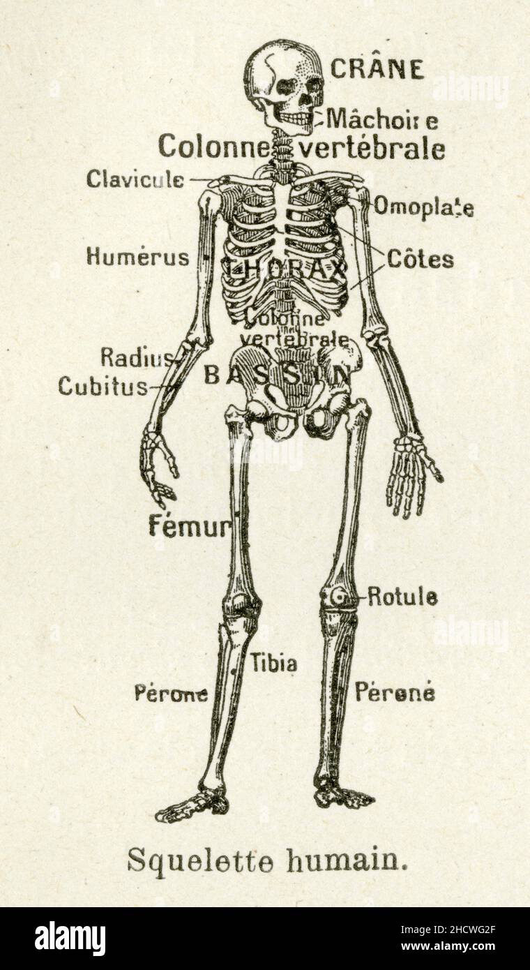 Squelette humain Stock Photo