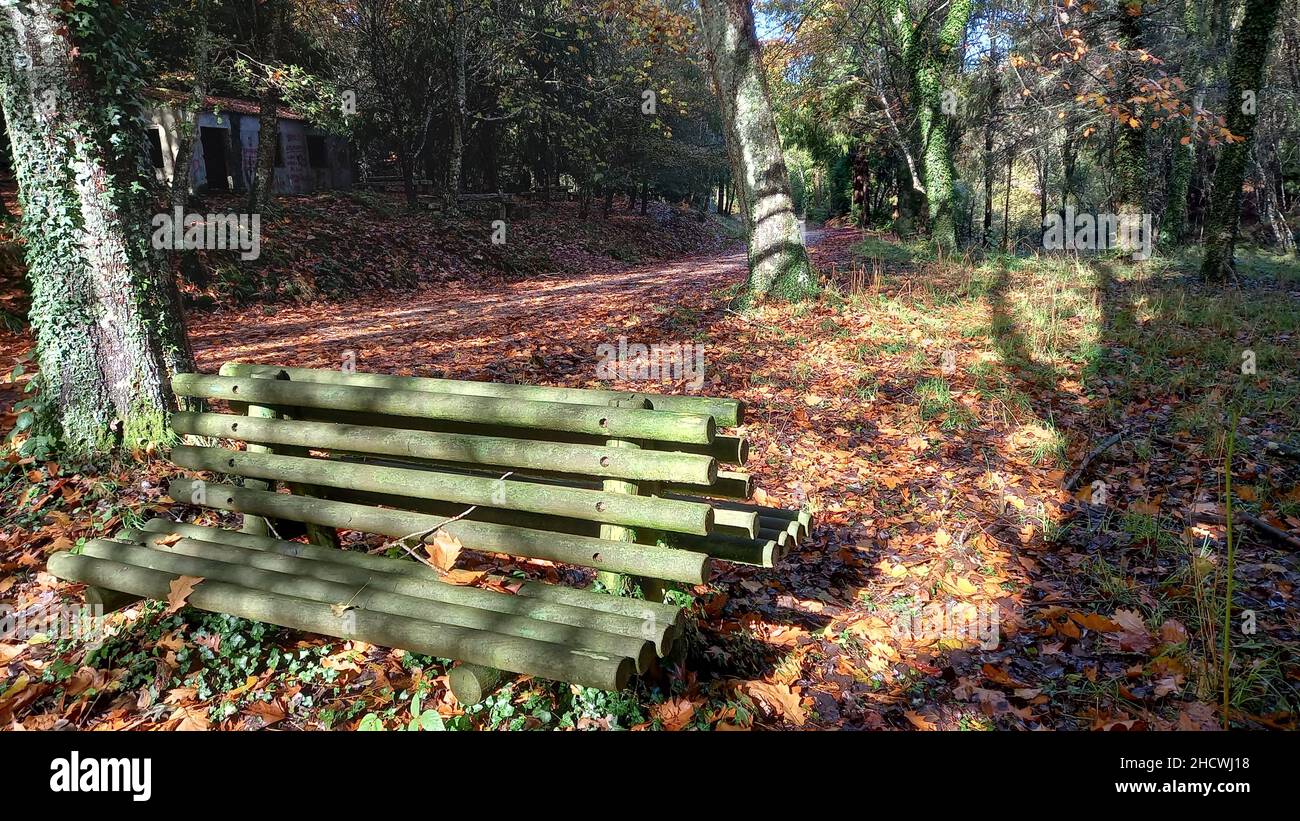Bench In Woods Closeup of a wooden bench in the woods with the morning sunshine Stock ...