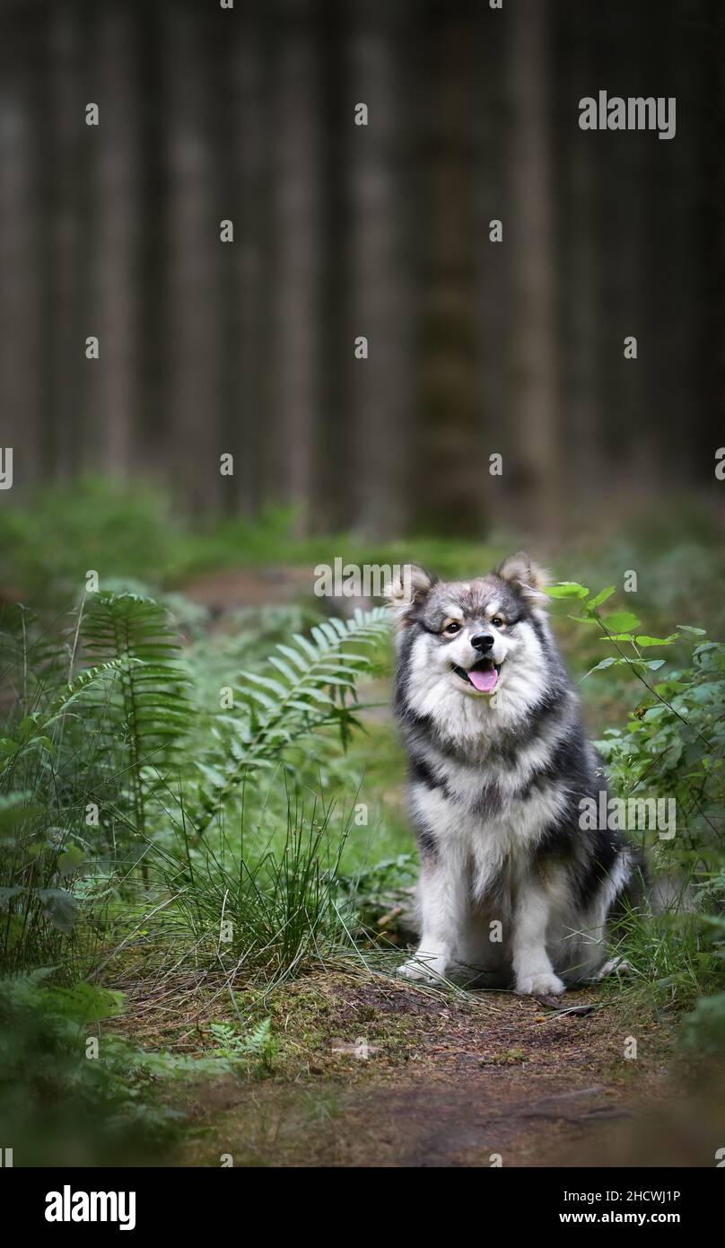 Portrait of a young Finnish Lapphund dog sitting outdoors in the forest ...