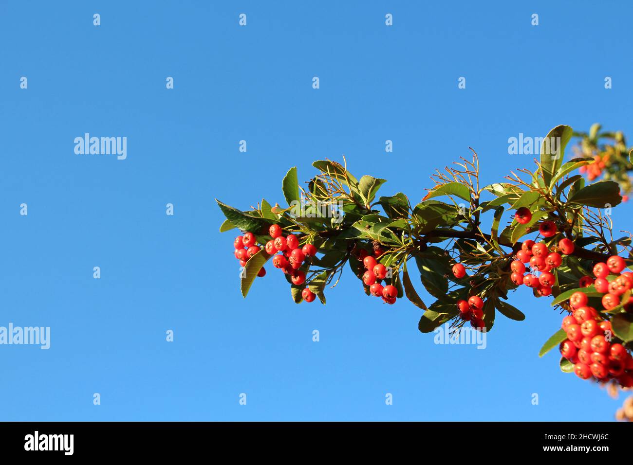 Red berries with blue sky in the background Stock Photo