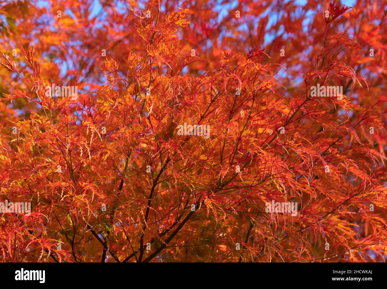 Acer palmatum dissectum, Ever Red tree, Weeping, Japanese, Maple Trees, Dwarf Japanese Maples, elegant, cascading, structure, wonderful, colouring. Stock Photo