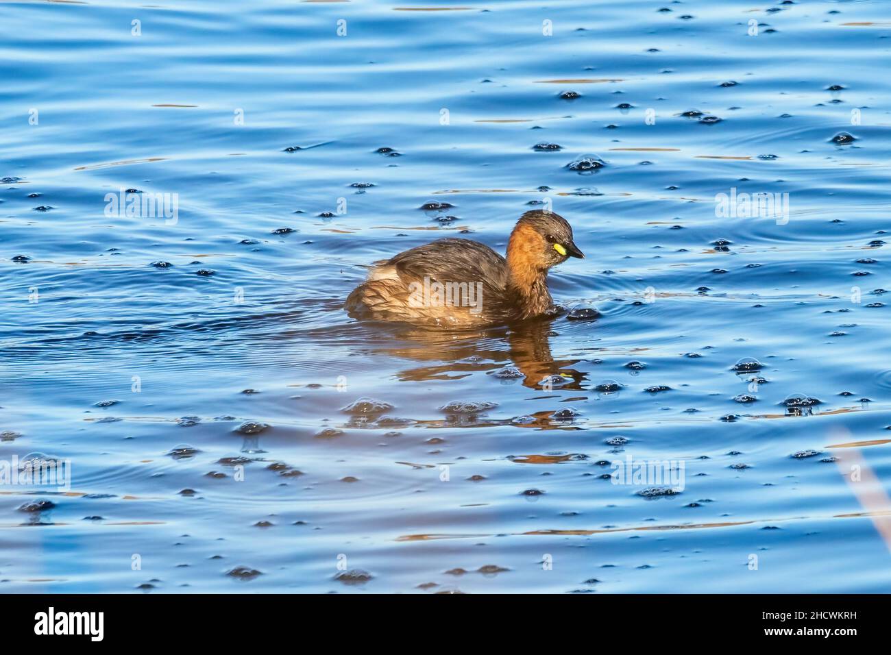 A little grebe (Tachybaptus ruficollis), also known as dabchick, is a member of the grebe family of water birds Stock Photo