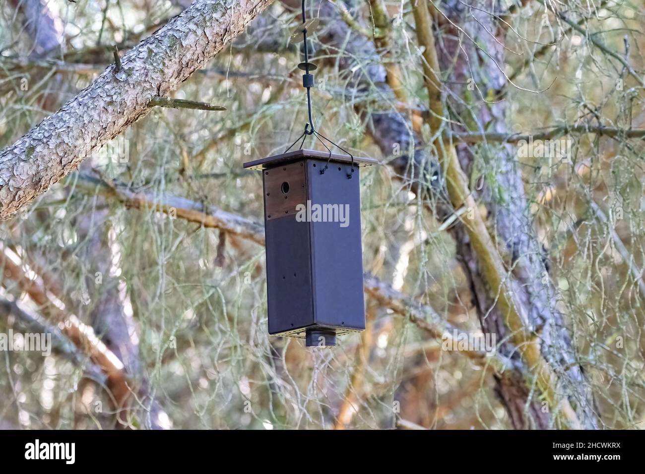 Wooden Nest Bird hanging from a pine tree Stock Photo Alamy