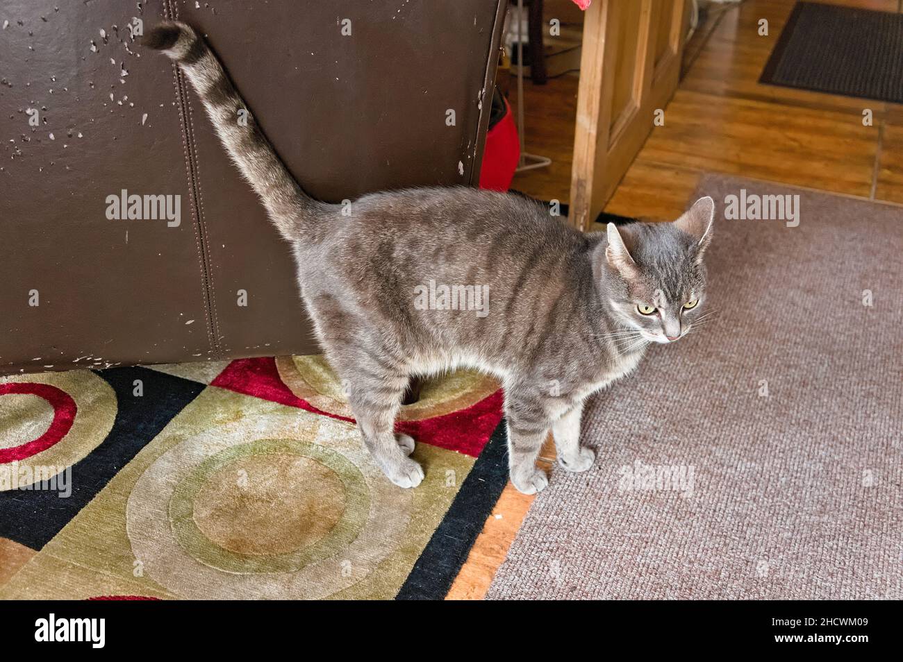 Shorthaired tabby cat with upright tail in the living room Stock Photo