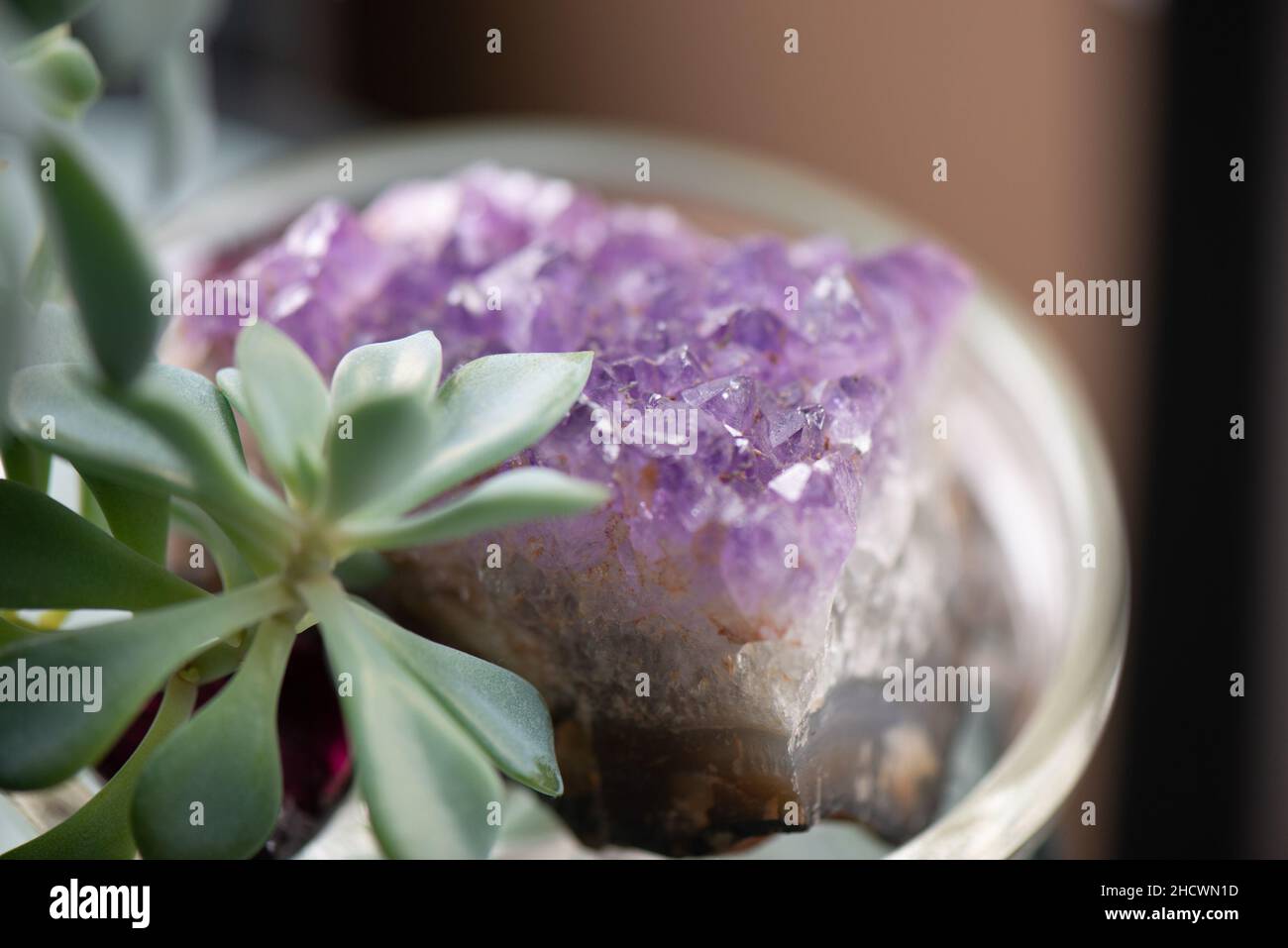 Succulent with amethyst stone Stock Photo