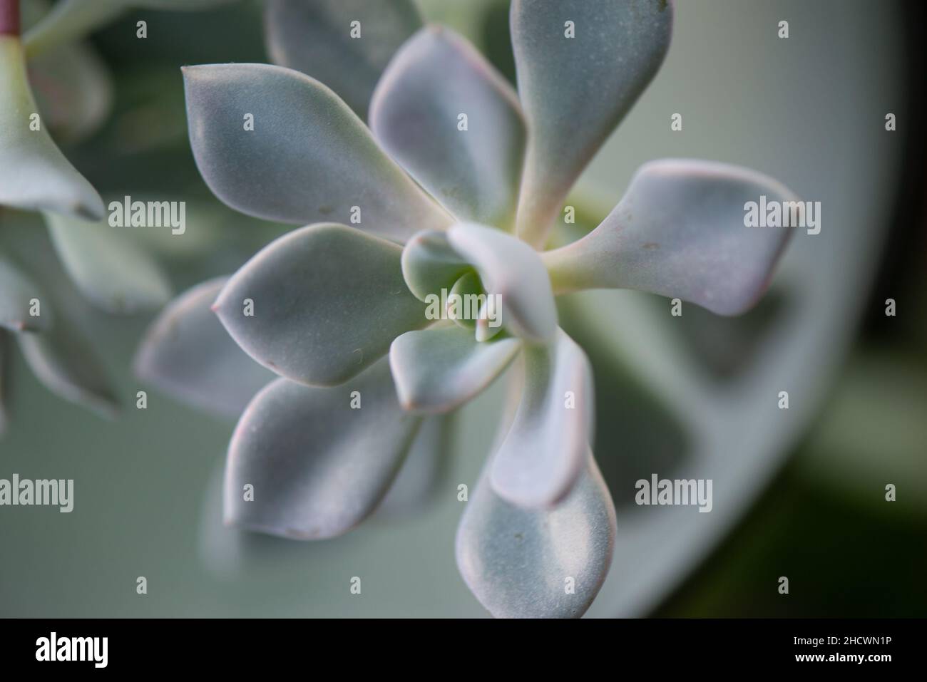 Succulent leaves Stock Photo