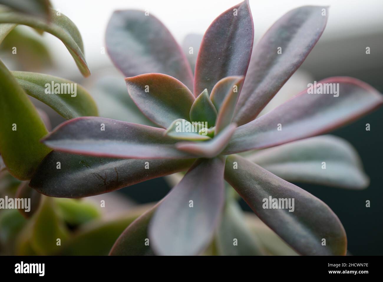 Succulent leaves Stock Photo