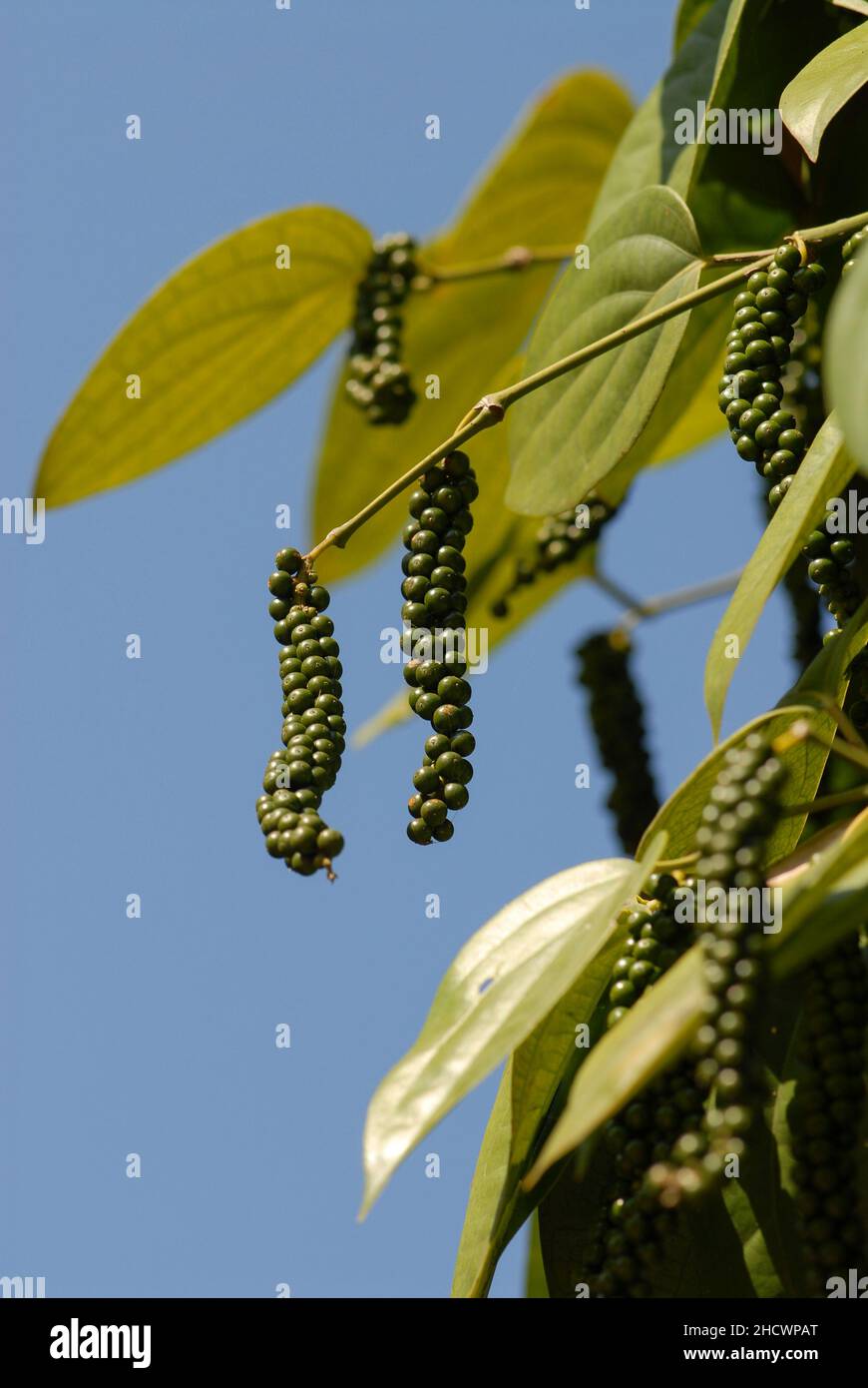 INDIA, Karnataka, pepper farming, pepper plant with green pepper berry / INDIEN, Anbau von Pfeffer, Pfefferstrauch mit Pfefferbeeren, der Pfeffer wird grün geerntet und in der Sonne getrocknet bis er schwarz ist Stock Photo