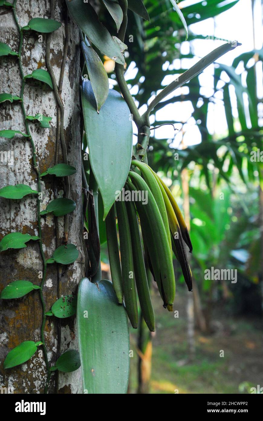 INDIA, Karnataka, vanilla farming, vanilla pods / INDIEN, Anbau von Vanille, Vanille ist eine Rankpflanze, grüne Vanille Schoten Stock Photo