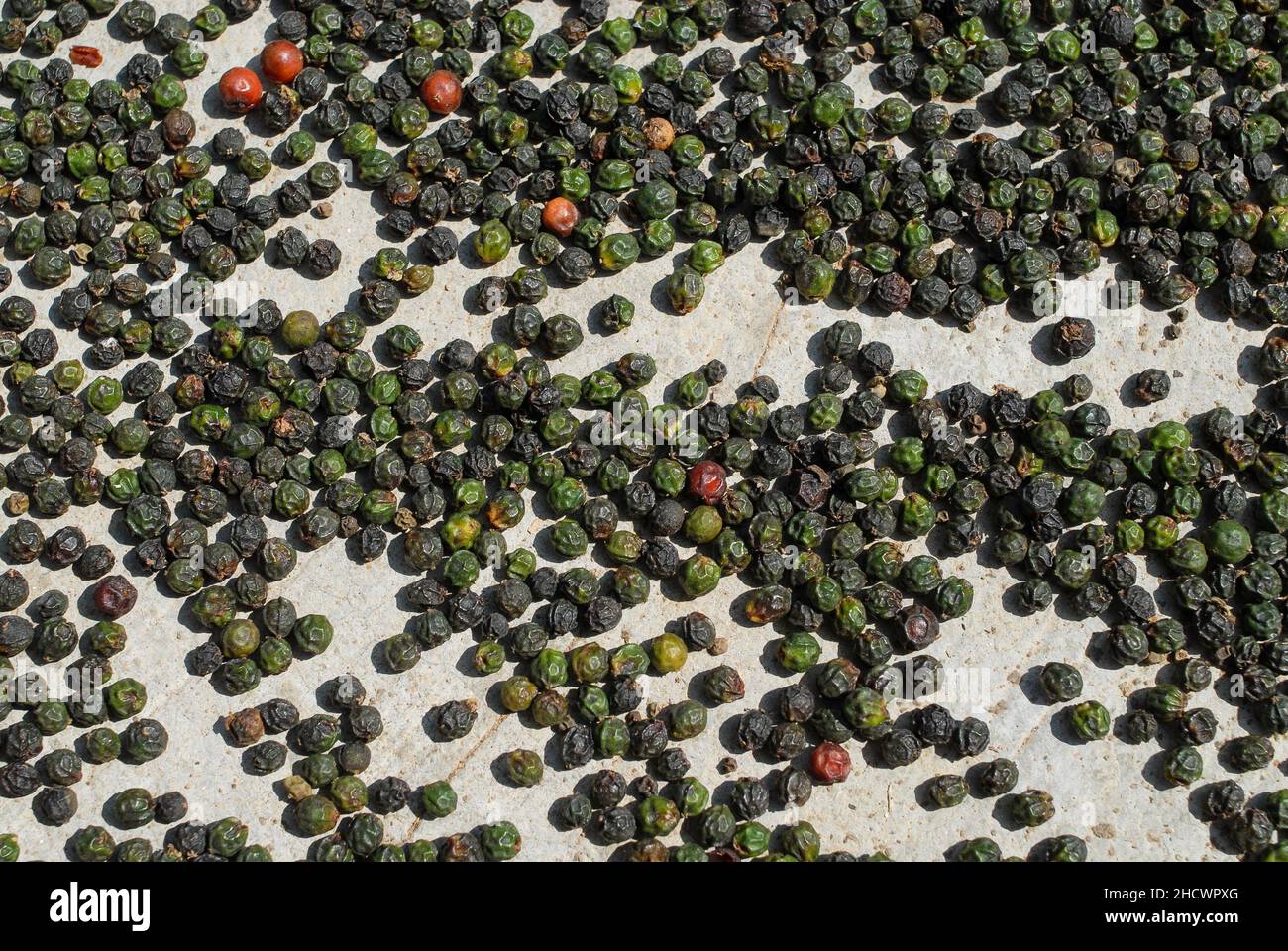 INDIA, Karnataka, pepper farming, green pepper berry drying in the sun