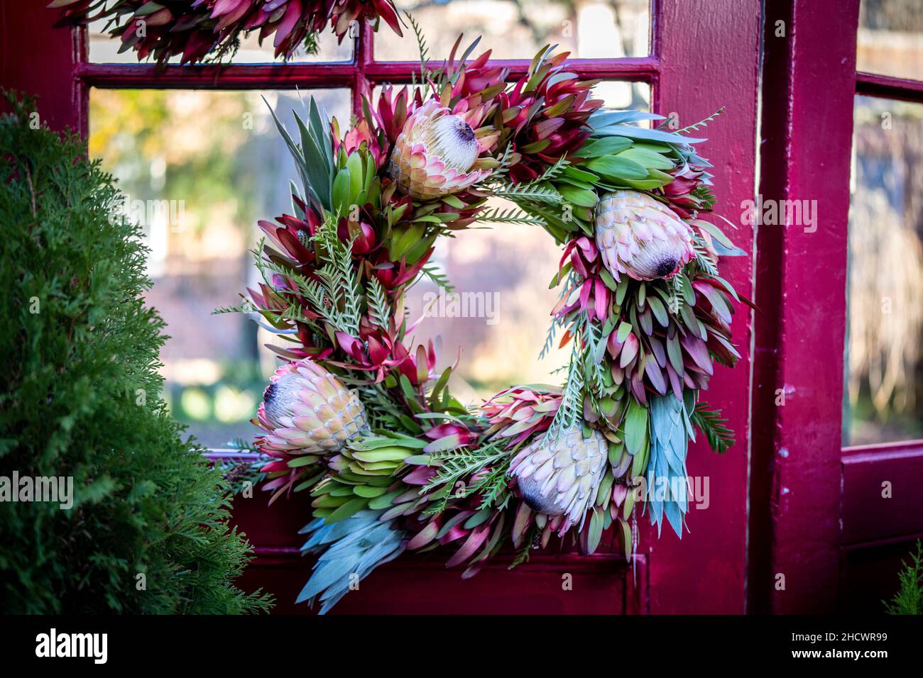 Winter Protea Wreath on a Red Door Frame Stock Photo