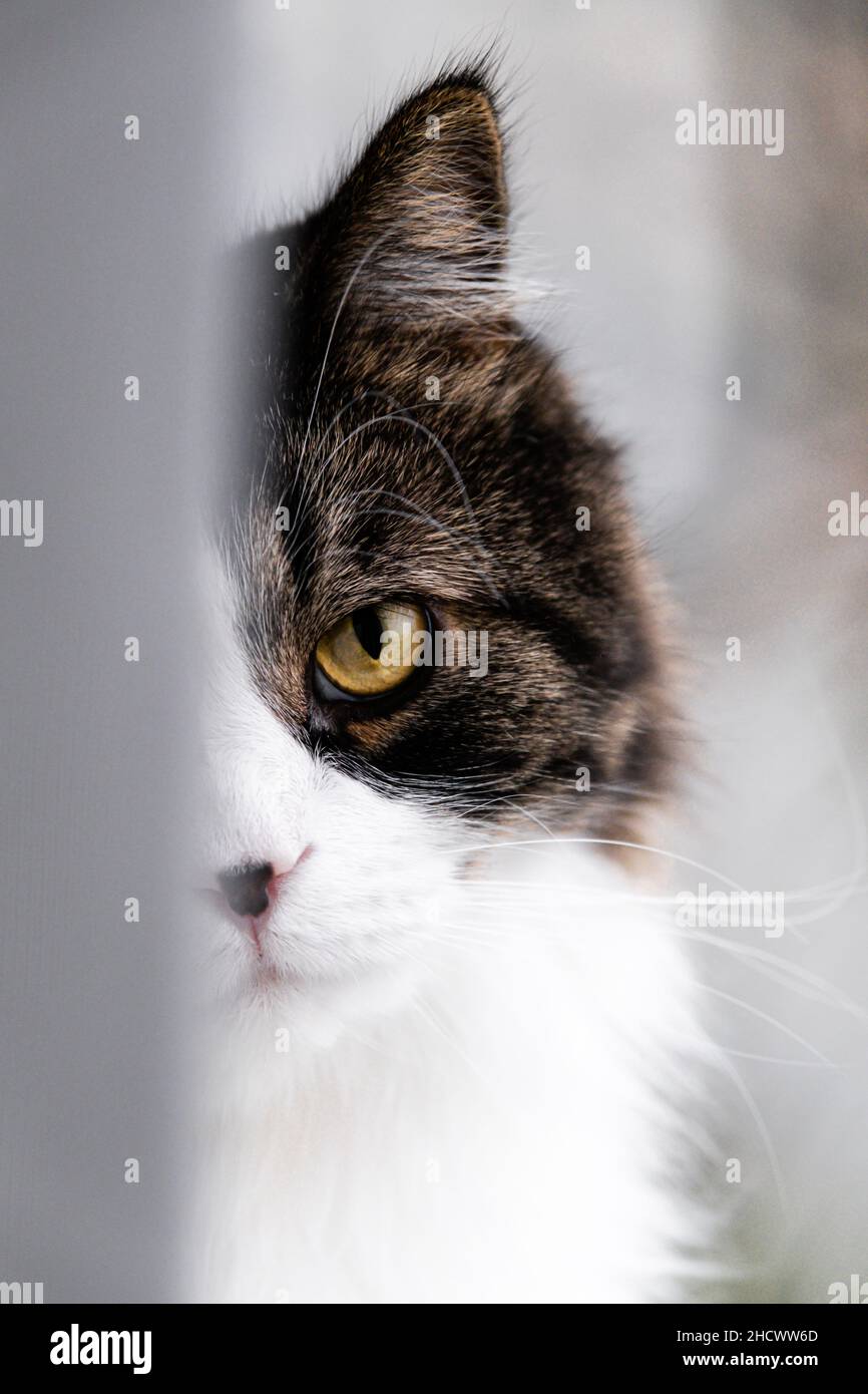 Norwegian forest cat hiding behind white curtain Stock Photo Alamy