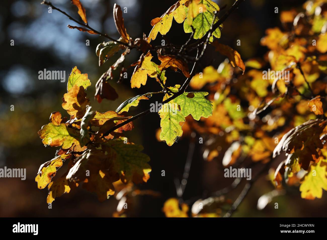 Back lit oak leaves in Autumn, Wales, uk Stock Photo