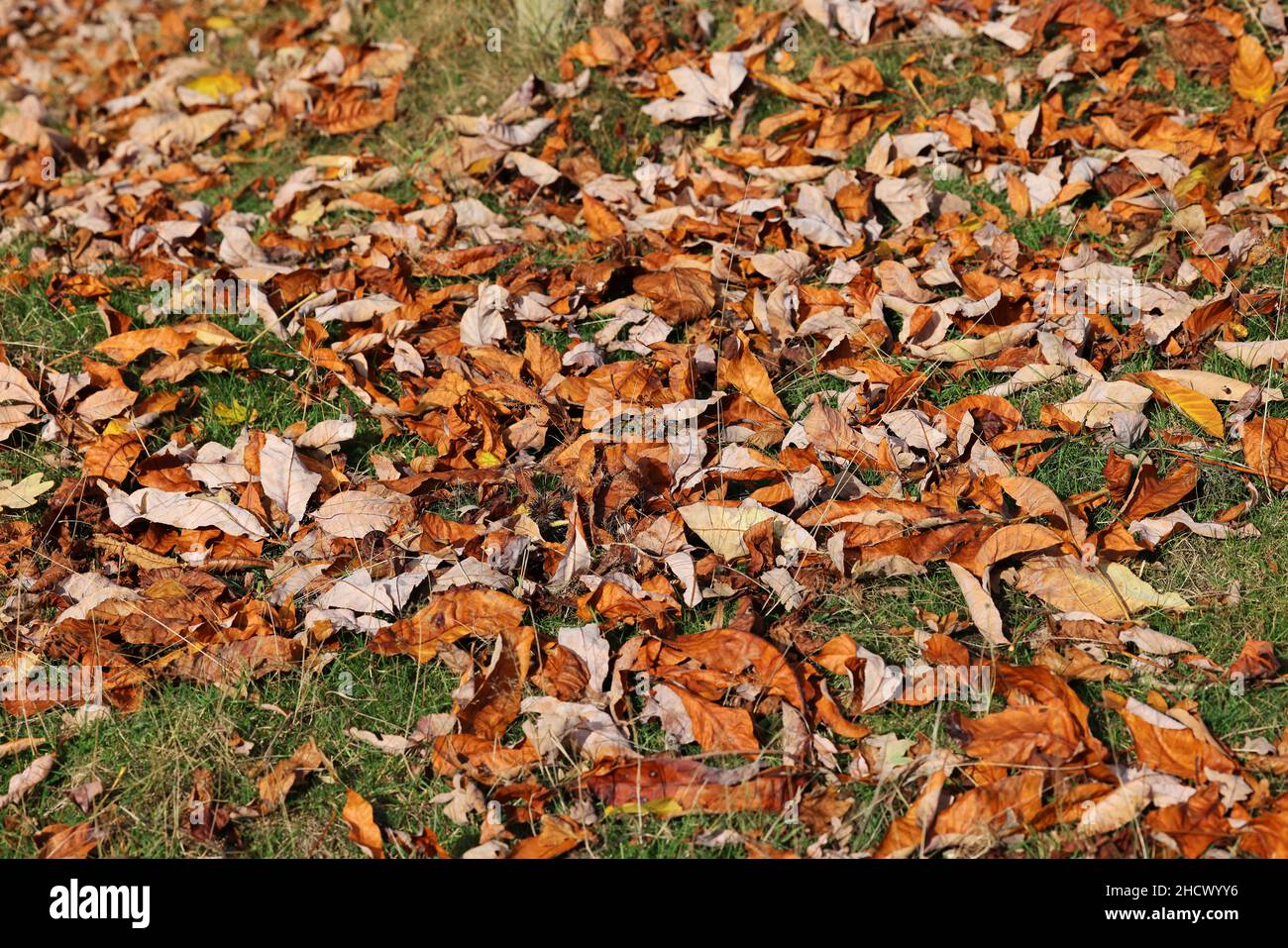 Chestnut leaves on grass in Autumn Stock Photo