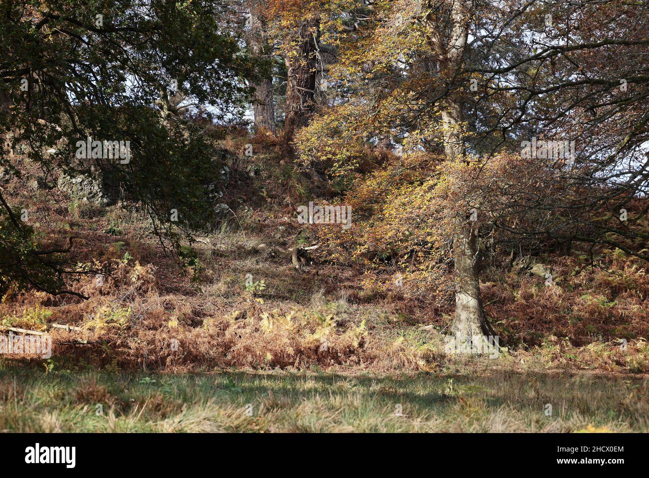 Autumn trees in Powys Park, Welshpool, Powys, uk Stock Photo
