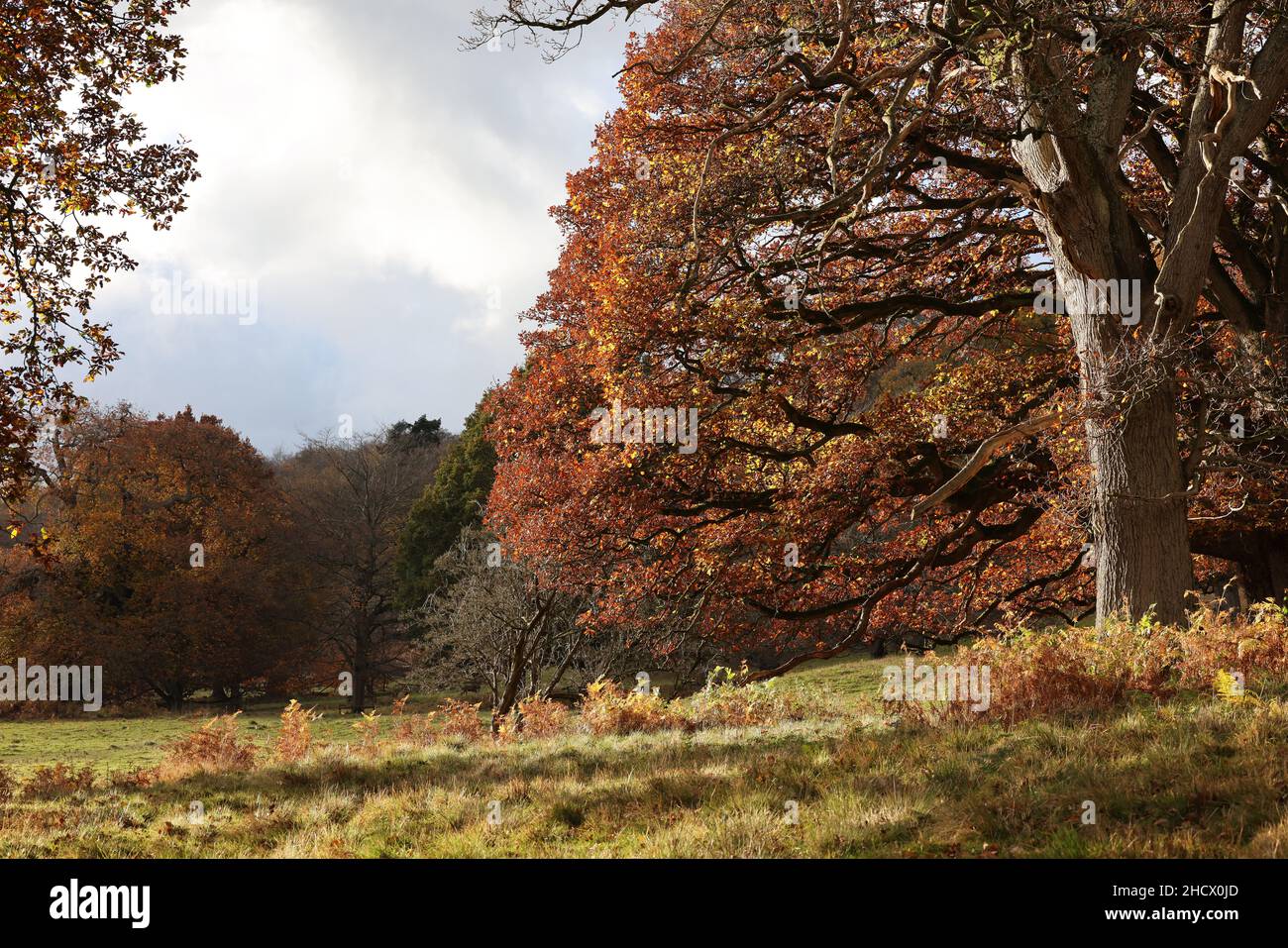 Autumn trees in Powys Park, Welshpool, Powys, uk Stock Photo