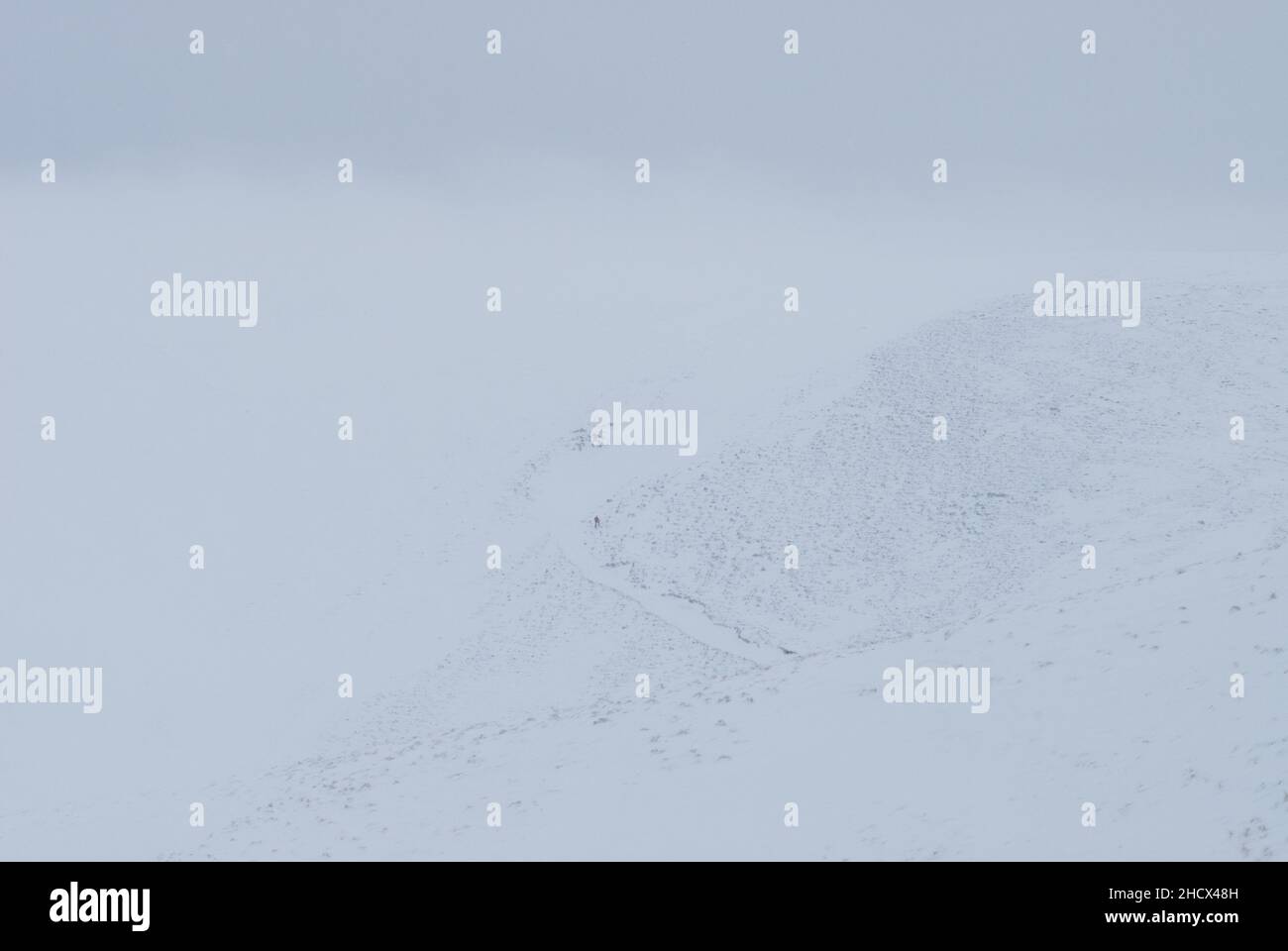 A walker traversing a snowy path in poor visibility in the Pentland hills, Midlothian, Scotland UK. Stock Photo