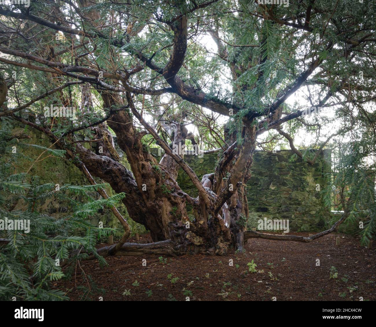 The Fortingall Yew, possibly the oldest tree in the UK, at an estimated 2000 to 3000 years of age. This European Yew (Taxus baccata) specimen is locat Stock Photo