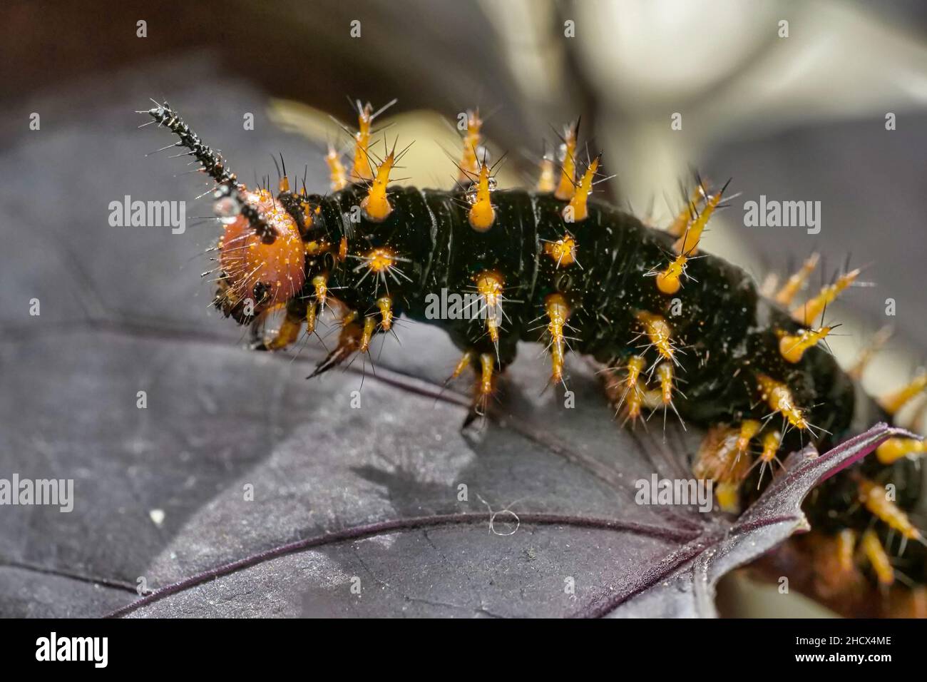 Closeup of Caterpillar on a leaf in a garden Stock Photo - Alamy