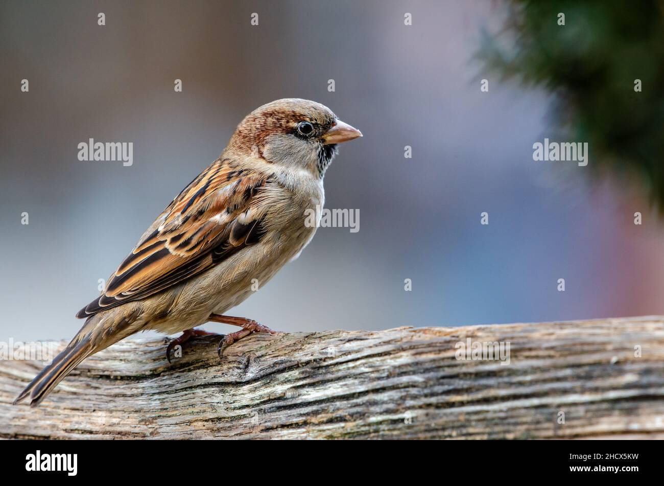 Eurasian tree sparrow (Passer montanus) sitting on wood in front of neutral background, common urban city bird portrait Stock Photo