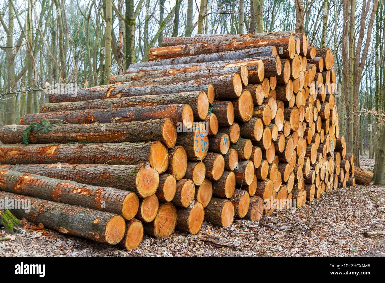 Tree logs beside the road Stock Photo Alamy