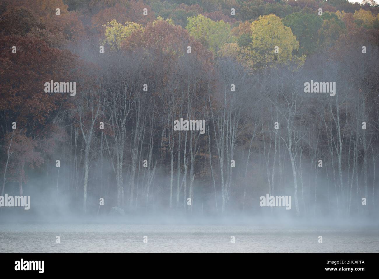 Autumn forest reflections on lake in a foggy morning Stock Photo - Alamy