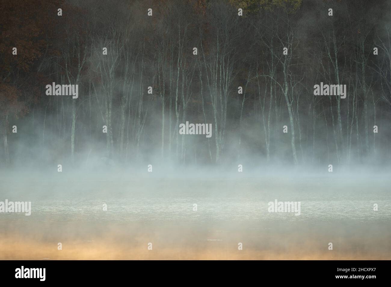 Autumn forest reflections on lake in a foggy morning Stock Photo - Alamy