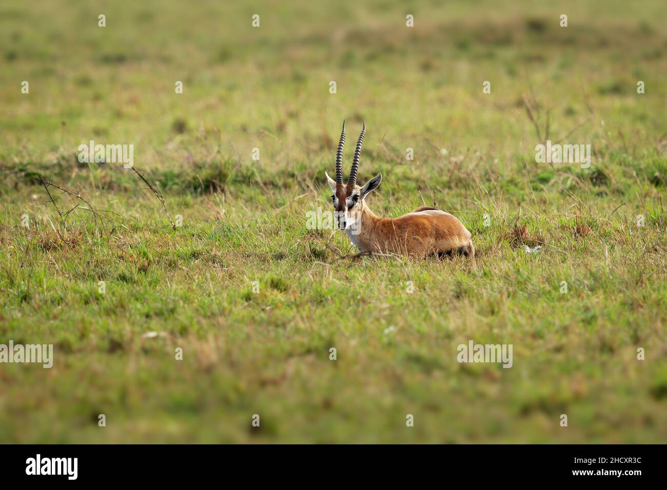 Thomson Gazelle - Eudorcas thomsonii called Tommie lying in grass facing, Masai Mara National Reserve Kenya, pretty gazelle face with big eyes, spiral Stock Photo