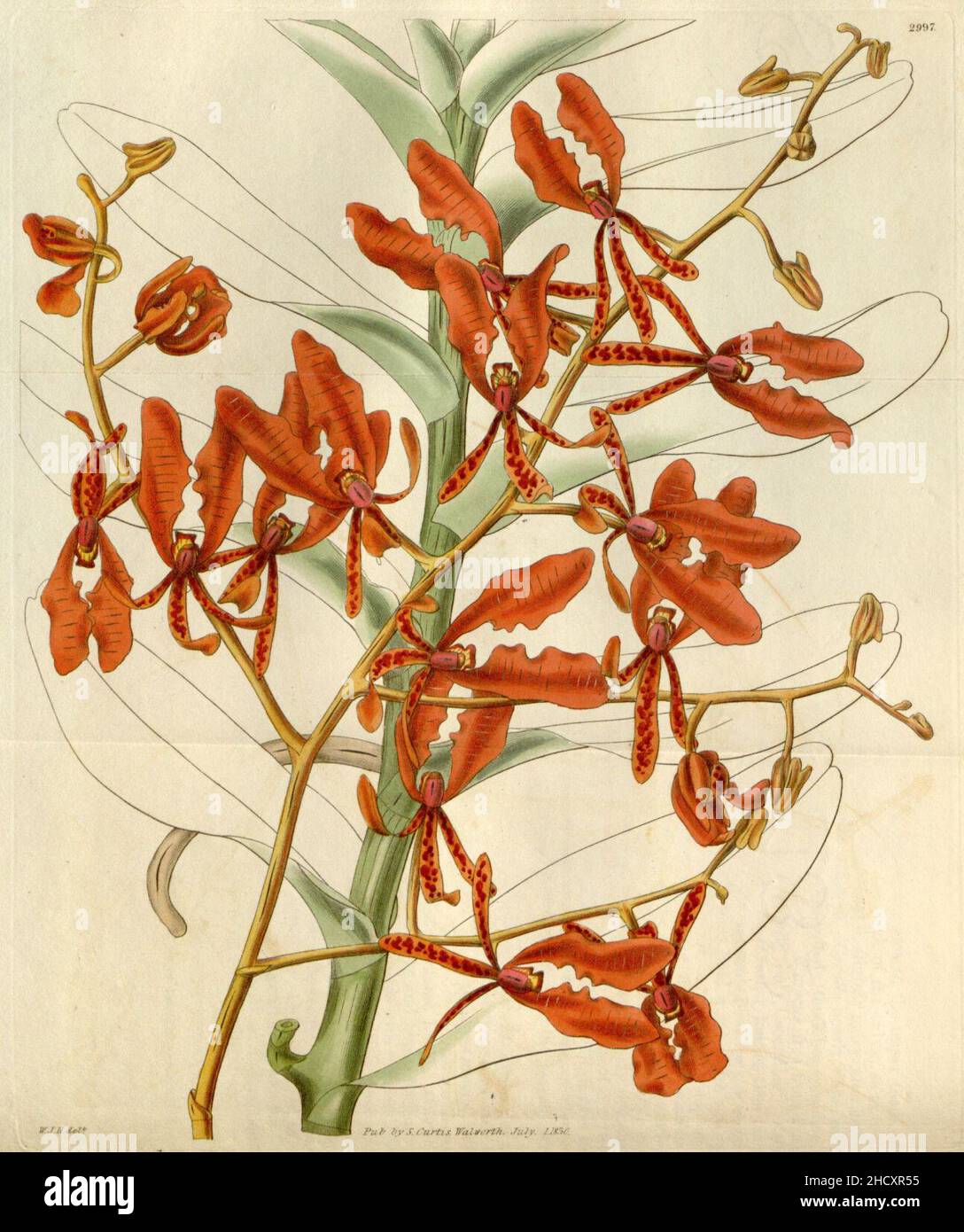 Renanthera coccinea (1830). Stock Photo