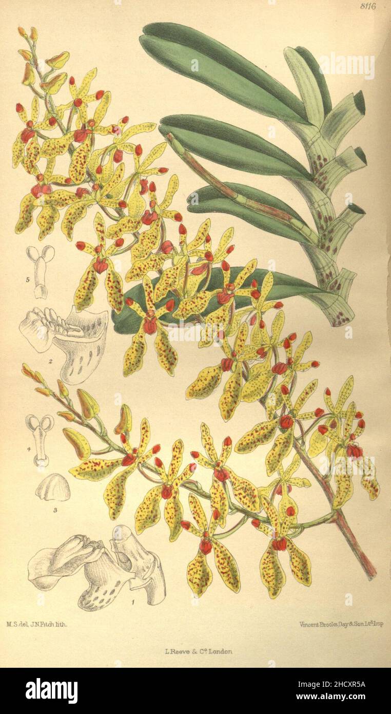 Renanthera annamensis - Curtis' 133 (Ser. 4 no. 3) pl. 8116 (1907). Stock Photo