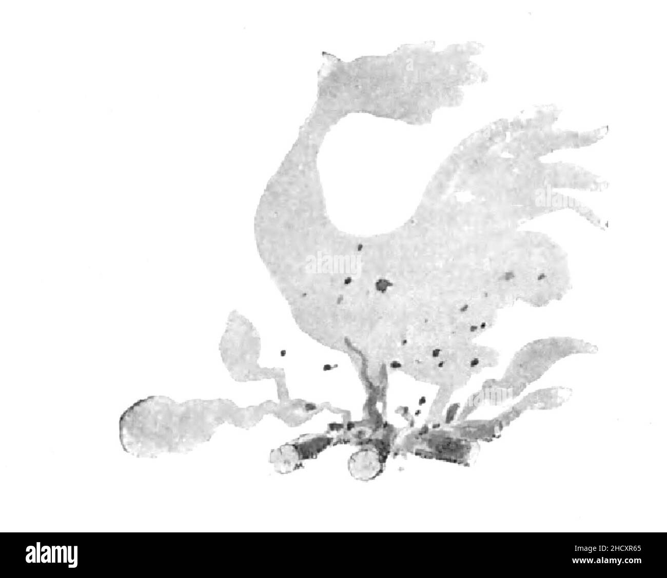 Renard Histoires naturelles, 1909141 Stock Photo Alamy