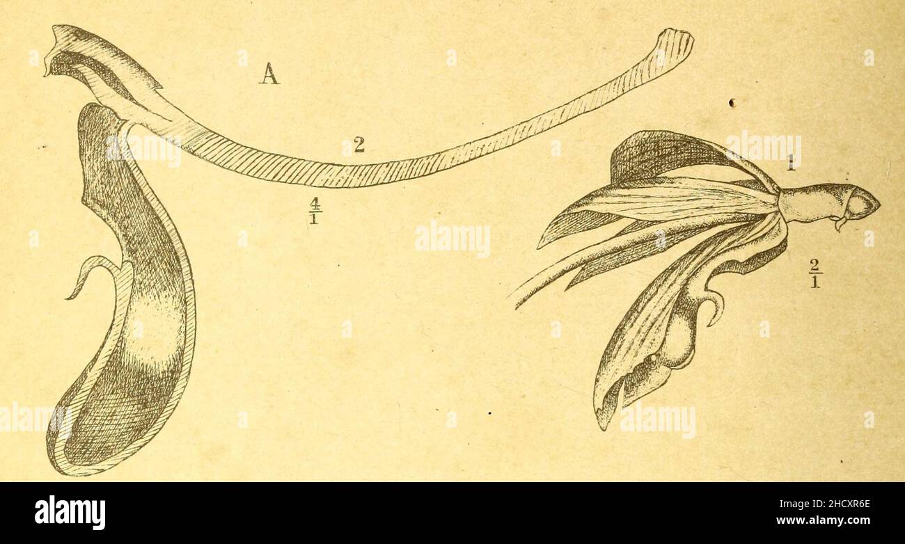 Renanthera caloptera (as Saccolabium purpureum) Icones Bogorienses 2 Pl CXXIII (1903). Stock Photo