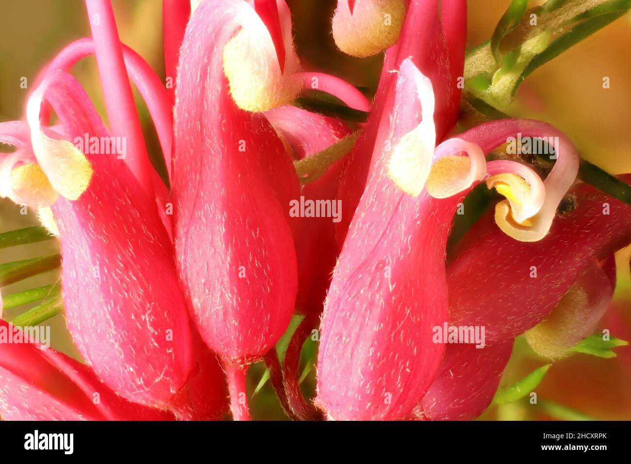 Super macro view of Grevillea 'Pink Pearl' flowers Stock Photo
