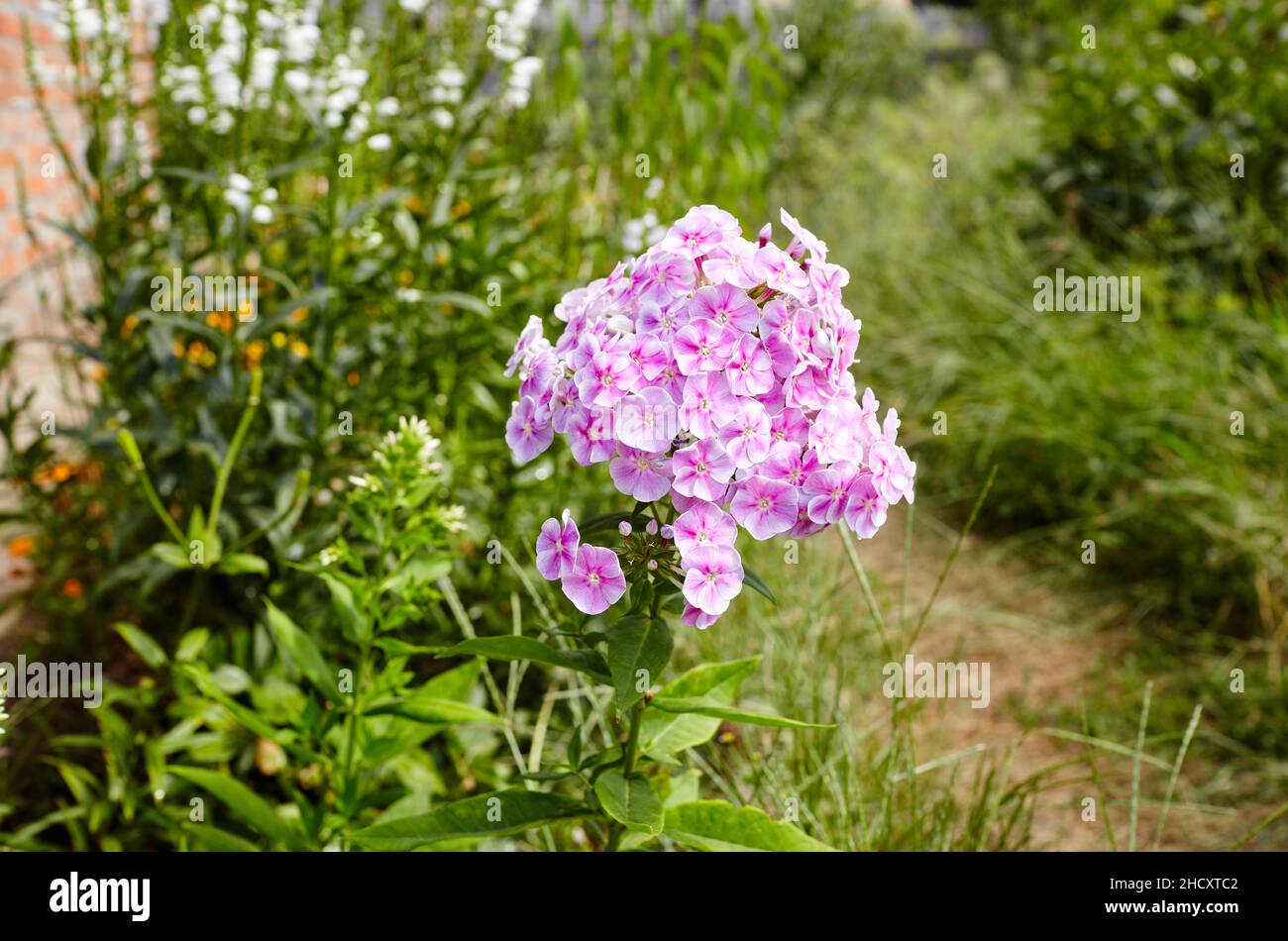 Purple flowers phlox paniculata. Flowering bush of beautiful phlox in the garden in summer light. Family name Polemoniaceae, Scientific name Phlox. Bl Stock Photo