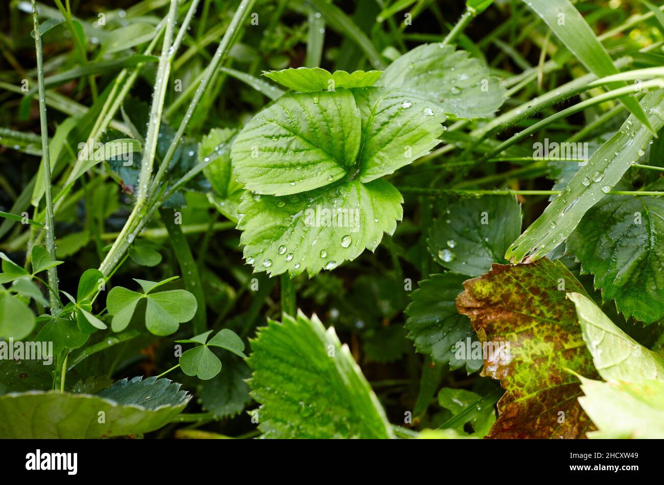 Close-up view of green strawberry leaves in the garden. Green bushes of ...
