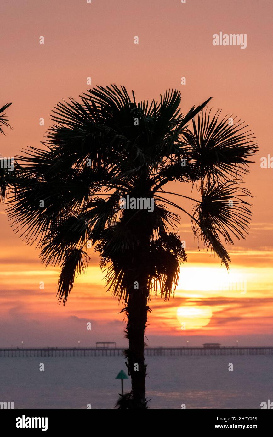 english-tree-of-the-year-hi-res-stock-photography-and-images-alamy