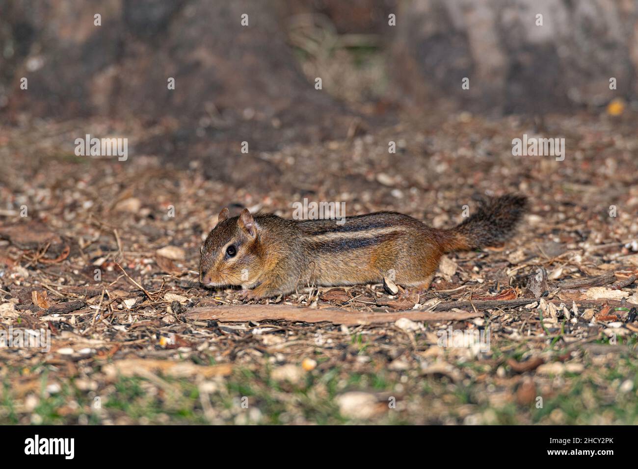 Eastern Chipmunk foraging for seeds. Stock Photo