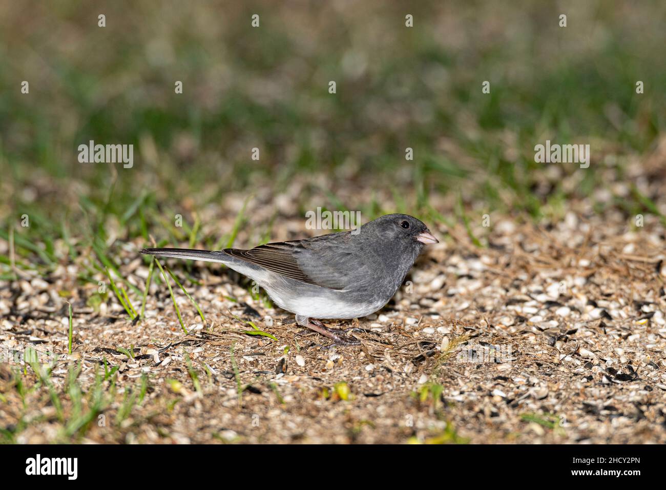 Junco foraging on ground. Stock Photo