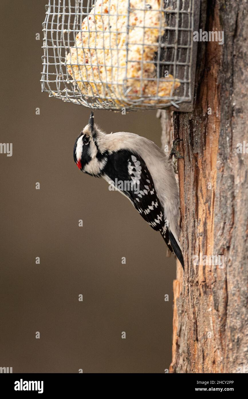 Downy Woodpecker using suet feeder. Stock Photo