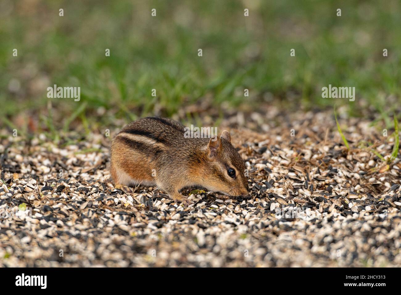 Eastern Chipmunk foraging for seeds. Stock Photo