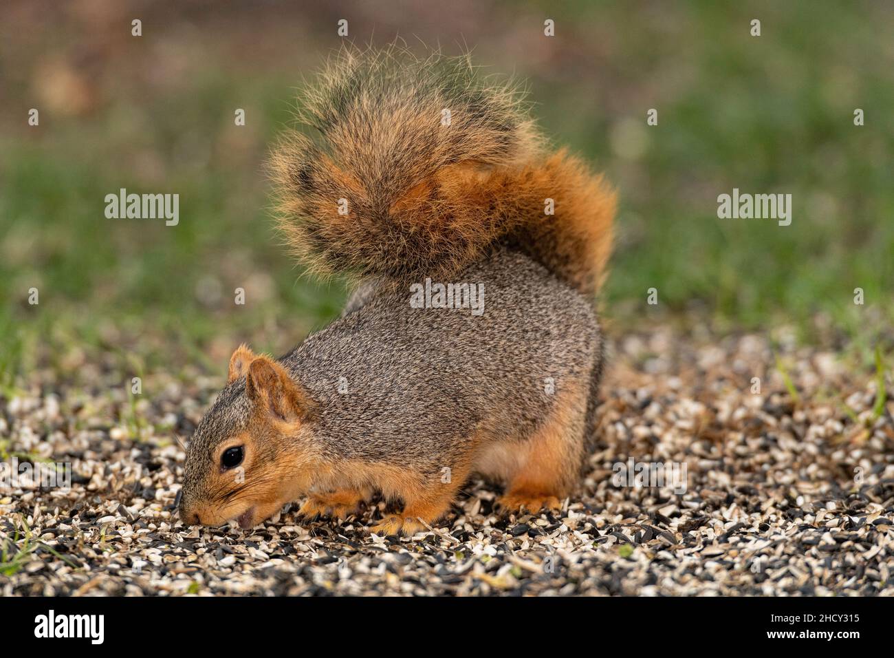 Fox Squirrel foraging for seeds. Stock Photo