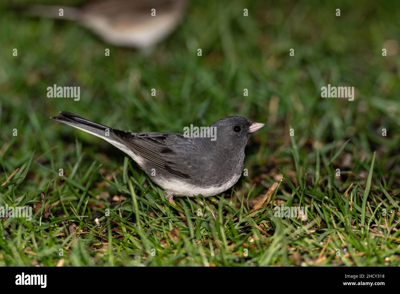Junco foraging on ground. Stock Photo