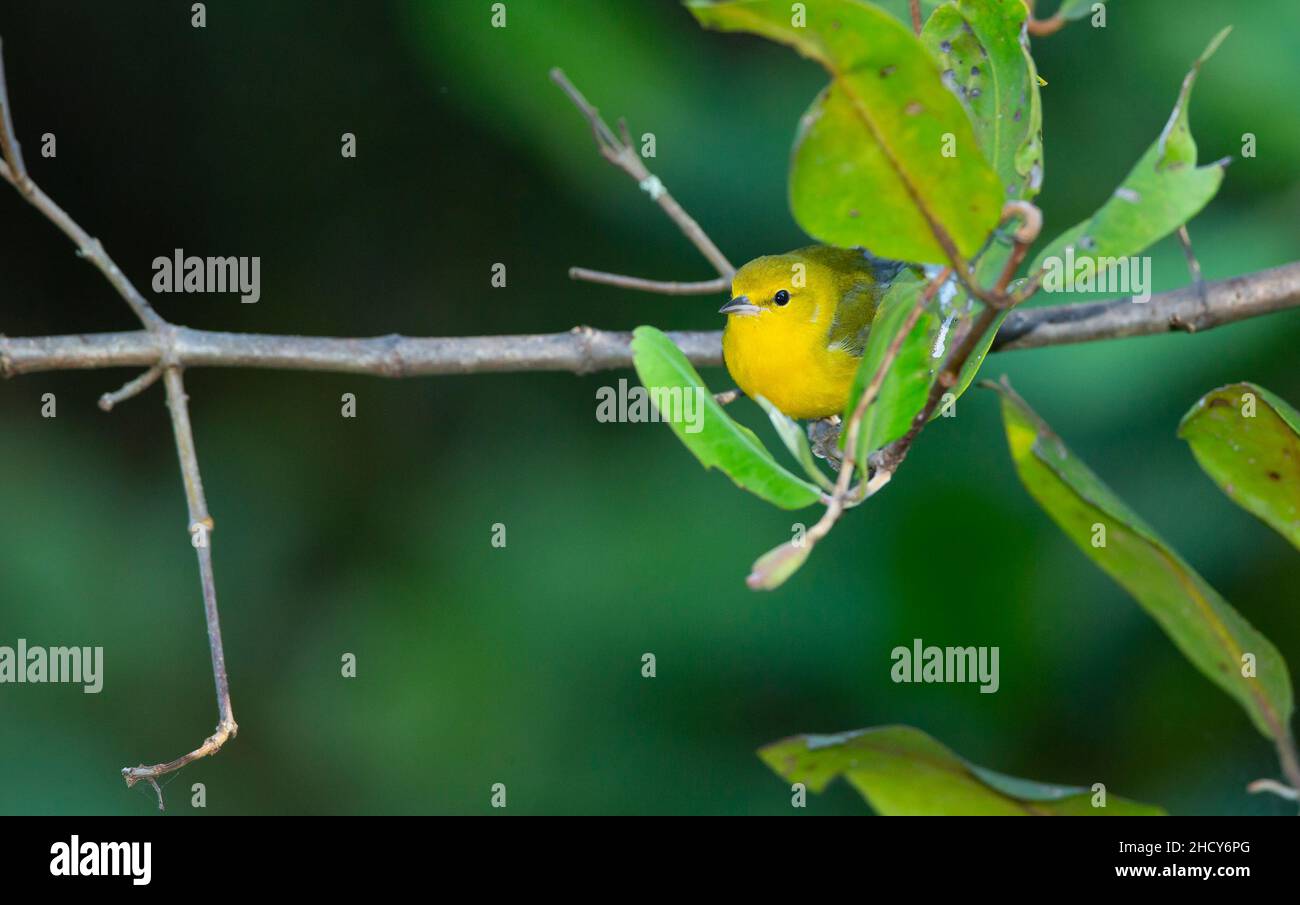 Prothonotary Warbler (Protonotaria citrea) Stock Photo