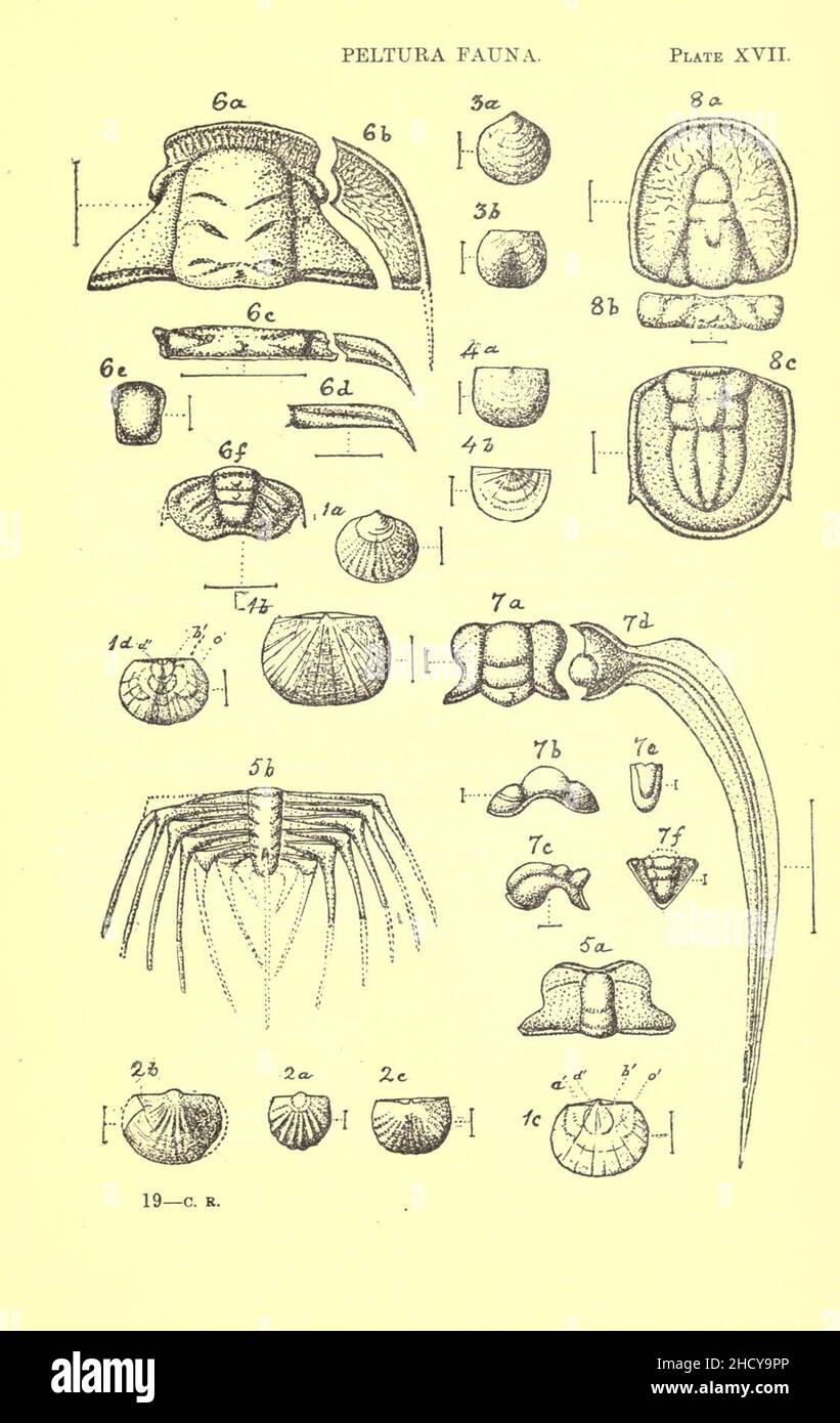Report on the Cambrian rocks of Cape Breton Stock Photo - Alamy