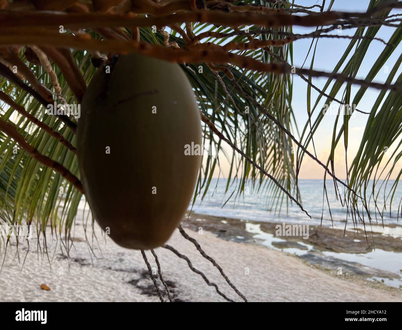 Ripe coconut on a palm tree by the ocean and beach close up. Tasty coconuts ready to be picked up in a morning light in Cozumel, Mexico. Stock Photo