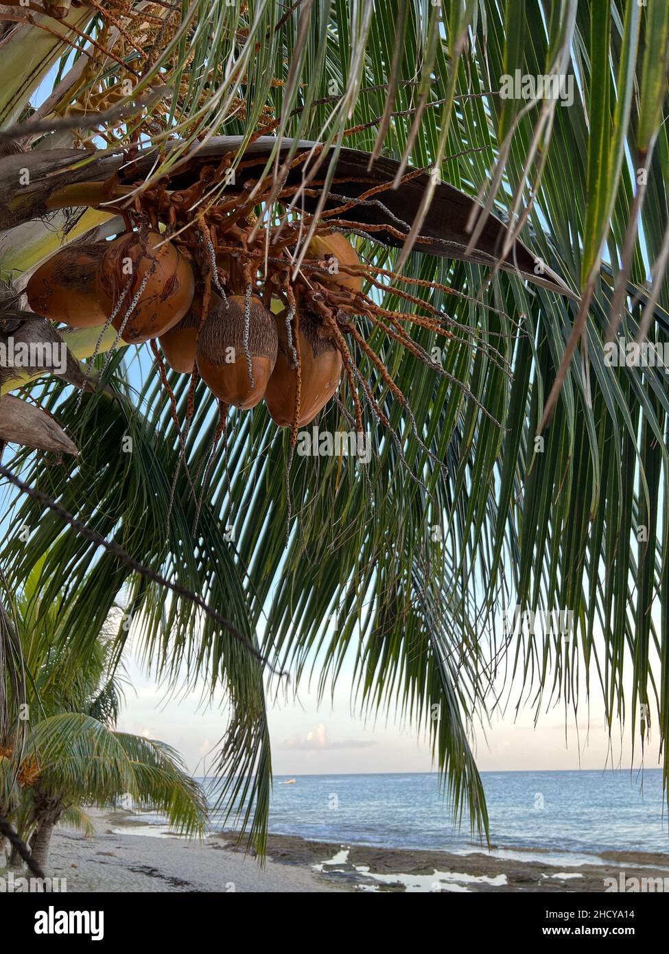 Cozumel food and drink hi-res stock photography and images - Alamy