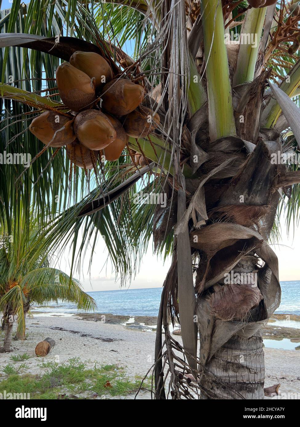 Ripe coconut on a palm tree by the ocean and beach close up. Tasty coconuts ready to be picked up in a morning light in Cozumel, Mexico. Stock Photo