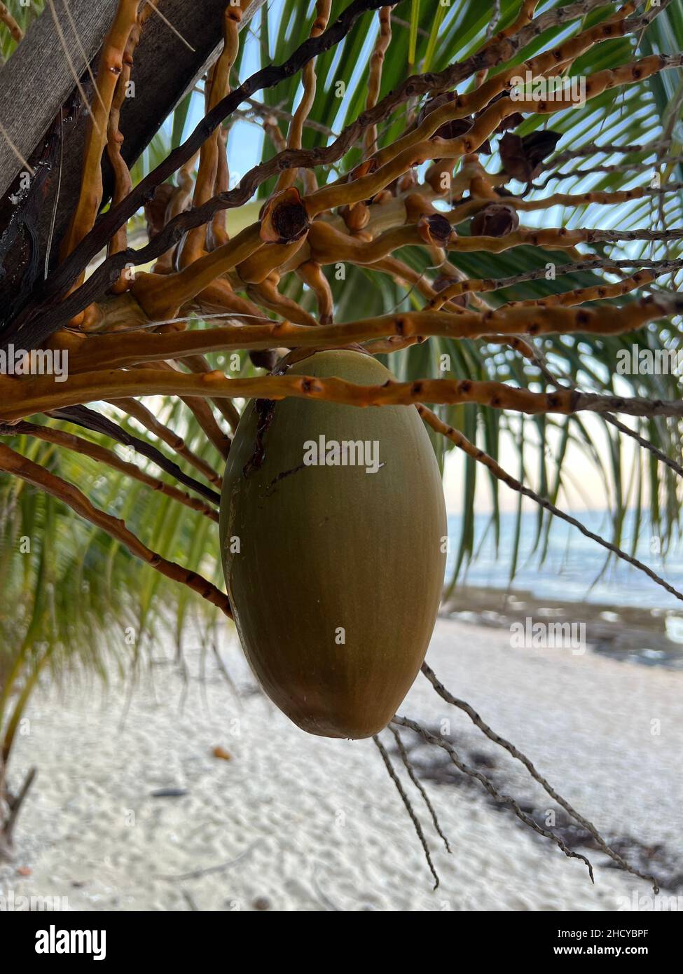 Ripe coconut on a palm tree by the ocean and beach close up. Tasty coconuts ready to be picked up in a morning light in Cozumel, Mexico. Stock Photo