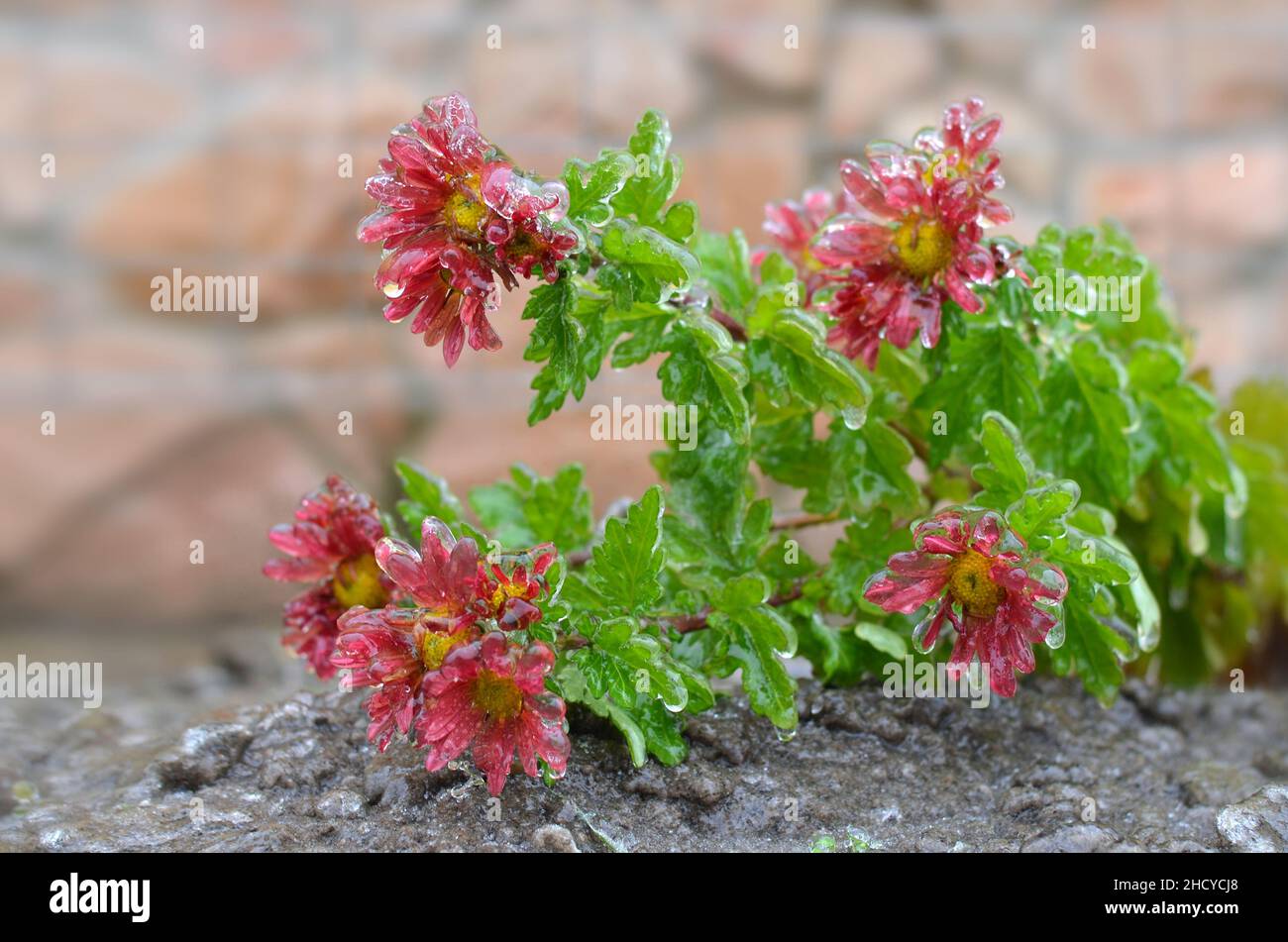 Freezing rain covered a chrysanthemum flowers in late autumn. Effect of atmospheric icing. Stock Photo